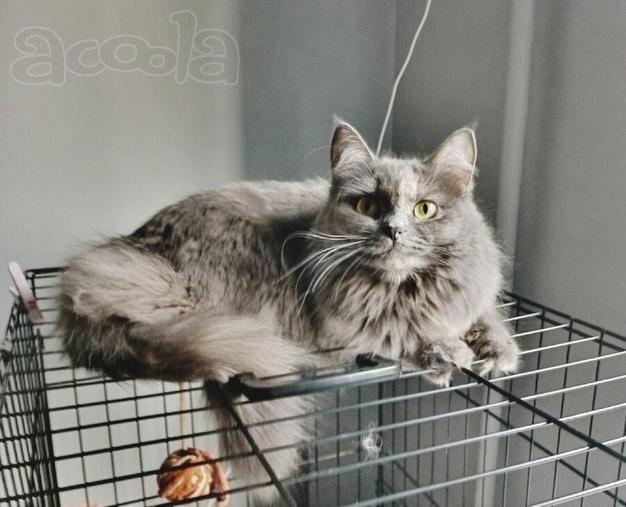 Грейс, чьё имя означает «Благодать», ищет свой дом.