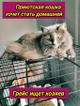 Грейс, чьё имя означает «Благодать», ищет свой дом.